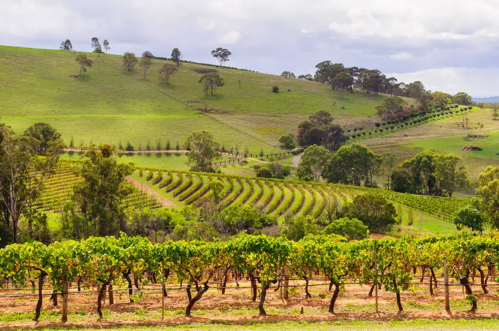 Read more about the article Style of Tracker Valley Wine Area